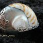 Sterling Silver Brown Nautulis Shell Pendant SP-365-KT