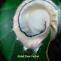 925 Silver Green Nautilus Shell Pendant SP-371-KT