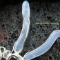925 Silver & Blue Chalcedony Dragonfly Brooch Pendant BC-144-KT