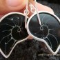Sterling Silver Black Nautilus Shell Earrings ER-535-KT