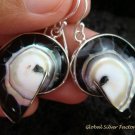 Sterling Silver Black Nautilus Shell Earrings ER-535-KT