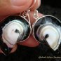 Sterling Silver Black Nautilus Shell Earrings ER-535-KT