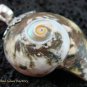 Sterling Silver Shell Pendant SP-460-KT