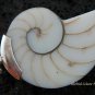 Sterling Silver White Nautilus Shell Pendant SP-459-KT