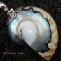 Sterling Silver Nautilus Shell Pendant SP-454-KT
