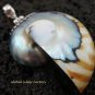 Sterling Silver Nautilus Shell Pendant SP-454-KT