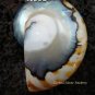 Sterling Silver Nautilus Shell Pendant SP-454-KT