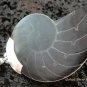 Sterling Silver Nautilus Shell Pendant SP-454-KT