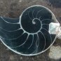 925 Silver Paua Shell Nautulis Shell Pendant SP-230-KT