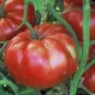 TOMATO, GIANT BELGIUM, HEIRLOOM, ORGANIC 25+ SEEDS, DELICIOUS LARGE TASTY FRUIT