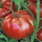 TOMATO, GIANT BELGIUM, HEIRLOOM, ORGANIC 25+ SEEDS, DELICIOUS LARGE TASTY FRUIT