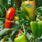 BELL PEPPER, CALIFORNIA WONDER, HEIRLOOM, ORGANIC 25+ SEEDS, SWEET LARGE FRUIT
