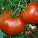 TOMATO, RUTGERS, HEIRLOOM, ORGANIC 25+ SEEDS, DELICIOUSLY SWEET RED TASTY FRUIT