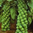 BRUSSEL SPROUTS, CATSKILL, HEIRLOOM, ORGANIC 25+ SEEDS, DELICIOUS LITTLE CABBAGE