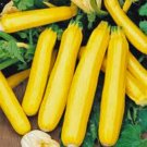 SQUASH,  SUMMER, GOLDEN ZUCCHINI, HEIRLOOM, ORGANICLY GROWN, 25+ SEEDS