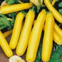 SQUASH, SUMMER, GOLDEN ZUCCHINI, HEIRLOOM, ORGANICLY GROWN, 25+ SEEDS