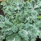 KALE, VATES BLUE CURLED SCOTCH, ORGANIC 50+ SEEDS, GREAT FOR SALADS, COOKING