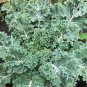 KALE, VATES BLUE CURLED SCOTCH, ORGANIC 50+ SEEDS, GREAT FOR SALADS, COOKING