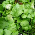 CILANTRO, SLOW BOLT, HEIRLOOM, ORGANIC 25+ SEEDS, GREAT FRESH OR DRIED HERB