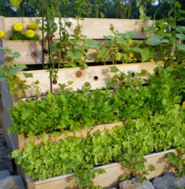 Herb Garden Collection, Large, Heirloom, Organic Seeds, 13 Varieties of Herbs