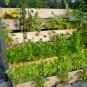 Herb Garden Collection, Large, Heirloom, Organic Seeds, 13 Varieties of Herbs