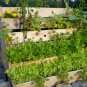 Herb Garden Collection, Large, Heirloom, Organic Seeds, 13 Varieties of Herbs