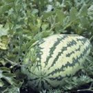 WATERMELON, JUBILEE , HEIRLOOM, ORGANIC 25+ SEEDS, LARGE, SWEET N DELICIOUS