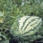 WATERMELON, JUBILEE , HEIRLOOM, ORGANIC 25+ SEEDS, LARGE, SWEET N DELICIOUS