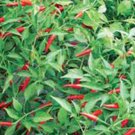 PEPPER, THAI HOT, HEIRLOOM, ORGANIC 20+ SEEDS, VERY SPICY GREAT FRESH OR DRIED