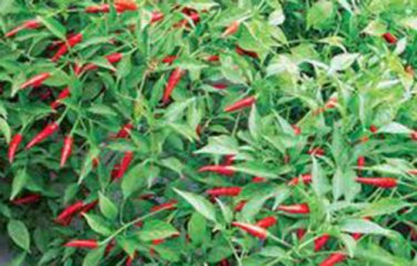 PEPPER, THAI HOT, HEIRLOOM, ORGANIC 20+ SEEDS, VERY SPICY GREAT FRESH OR DRIED