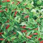 PEPPER, THAI HOT, HEIRLOOM, ORGANIC 20+ SEEDS, VERY SPICY GREAT FRESH OR DRIED