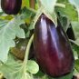 EGGPLANT, BLACK BEAUTY , HEIRLOOM, ORGANIC 25+SEEDS, DELICIOUS LARGE TASTY FRUIT