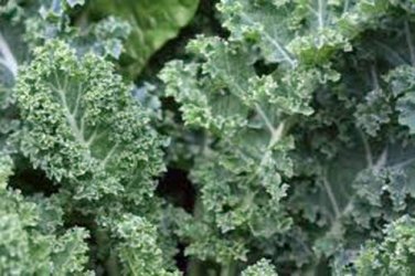 KALE, DWARF SIBERIAN, ORGANIC 50+ SEEDS, GREAT FOR SALADS, COOKING, STIR FRY
