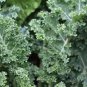 KALE, DWARF SIBERIAN, ORGANIC 50+ SEEDS, GREAT FOR SALADS, COOKING, STIR FRY
