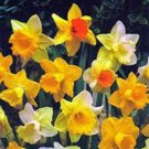 BULB, DAFFODIL, TRUMPET MIX, PERENNIAL DAFFODILS, BULBS, STUNNING BRIGHT FLOWERS