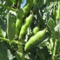 BEAN, FAVA WINDSOR BUSH, HEIRLOOM, ORGANIC 20+ SEEDS, TASTY, BUTTERY N HEALTY