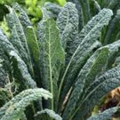 KALE, PREMIER, ORGANIC 50+ SEEDS, GREAT FOR SALADS, COOKING, HIGH IN ANTIOXIDANT