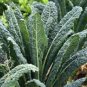 KALE, PREMIER, ORGANIC 50+ SEEDS, GREAT FOR SALADS, COOKING, HIGH IN ANTIOXIDANT