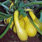 SQUASH, GOLDEN SUMMER CROOKNECK, HEIRLOOM, ORGANIC, 25+ SEEDS, TASTES DELICIOUS