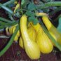 SQUASH, GOLDEN SUMMER CROOKNECK, HEIRLOOM, ORGANIC, 25+ SEEDS, TASTES DELICIOUS