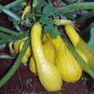 SQUASH, GOLDEN SUMMER CROOKNECK, HEIRLOOM, ORGANIC, 25+ SEEDS, TASTES DELICIOUS