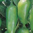 PEPPER, EARLY JALAPENO CHILLE , HEIRLOOM, ORGANIC 25+ SEEDS, SPICY GREAT FRESH