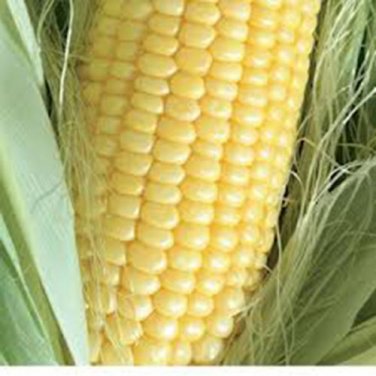 CORN, GOLDEN BANTAM,  HEIRLOOM, ORGANIC 25+ SEEDS, DELICIOUS AND SWEET VEGGIE