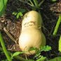 SQUASH, SUMMER, WALTHAM BUTTERNUT, HEIRLOOM, ORGANIC,25+ SEEDS, SIMPLY DELICIOUS