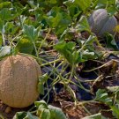 CANTALOUPE , EDISTO 47 SWEET,  HEIRLOOM, ORGANICLY GROWN 25+ SEEDS
