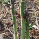 ASPARAGUS, MARY WASHINGTON, HEIRLOOM, ORGANIC 25+ SEEDS, TASTY HEALTHY VEGGIE