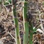 ASPARAGUS, MARY WASHINGTON, HEIRLOOM, ORGANIC 25+ SEEDS, TASTY HEALTHY VEGGIE