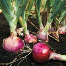ONION, RED BURGANDY, HEIRLOOM, ORGANIC 25+ SEEDS, RED SWEET, GREAT FOR COOKING
