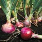 ONION, RED BURGANDY, HEIRLOOM, ORGANIC 25+ SEEDS, RED SWEET, GREAT FOR COOKING
