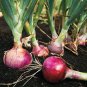 ONION, RED BURGANDY, HEIRLOOM, ORGANIC 25+ SEEDS, RED SWEET, GREAT FOR COOKING